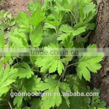 Artemisia Princeps Leaf Extract, Wormwood Leaf Extract, Folium Artemisiae Argyi Extract