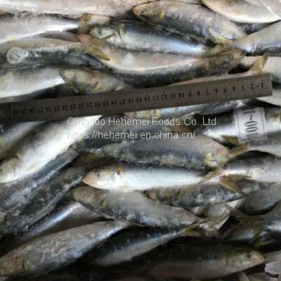 Sardine Fish Export Frozen Sardine Fish Whole Round Frozen Sardine Fish photo-3