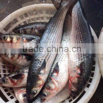 Frozen Grey Mullet