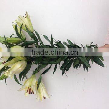 flower nursery directly 2016 wedding lilies made in china