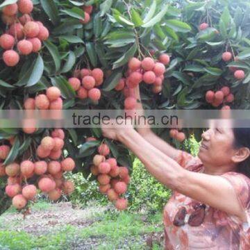 CANNED LYCHEES IN SYRUP