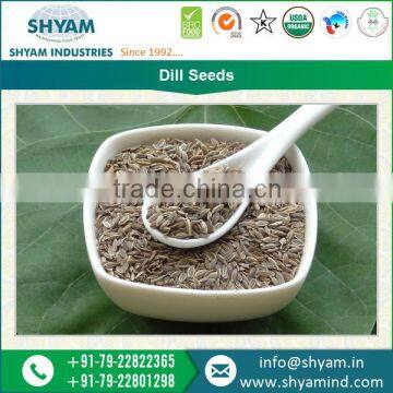 HOT Sale!! Dill Seeds at Low Price