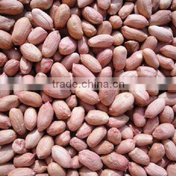 PEANUT ,BIGGEST PEANUT & PUMPKIN SEEDS FACTORY