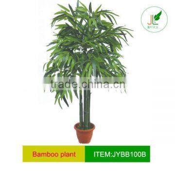 Lucky Bamboo Plant