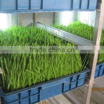 Hydroponics Animal Fodder Machine Green Feed Livestock Fodder Sprout Machine Hydroponic Fodder System photo-4
