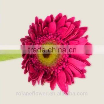 Diversified in packaging newest gerbera flower rainbow gerbera daisy flower with 20stems/bundle from Yunnan, China