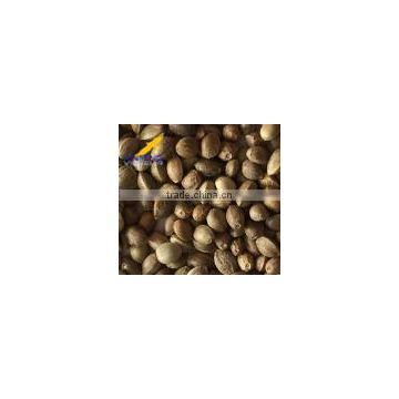 High quality hempseed from China