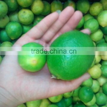 fresh small green lemon