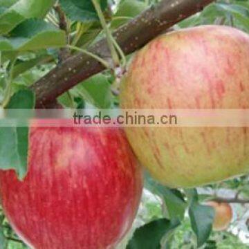 Japanese Various Delicious Apples photo-3