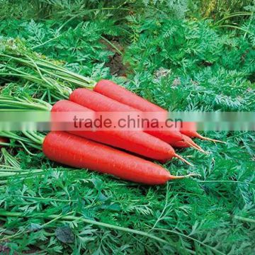 Hybrid F1 carrot seeds for growing high quality