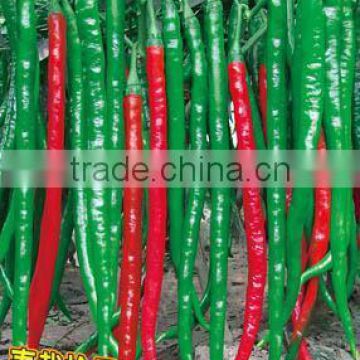 High disease resistance hybrid high yield chili pepper seeds for planting-Te You