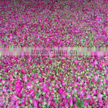 Dried red rose buds used in medicine, tea or soap