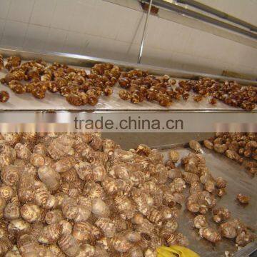 Chinese Fresh Eddoes photo-6