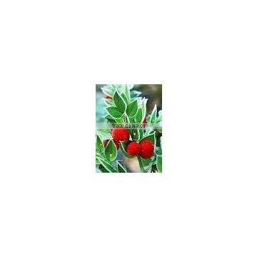 Natural Ruscus Aculeatus Extract Powder
