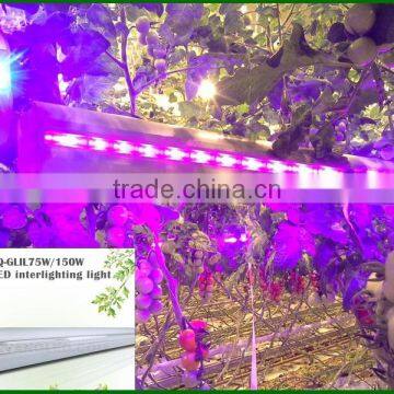 LED Greenhouse Interlighting Bar 75w Indoor Led Grow Light Kits photo-6