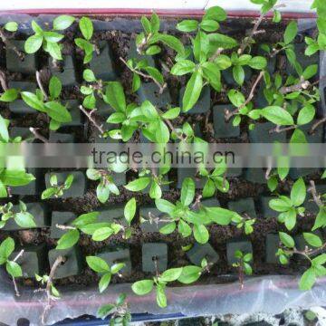 Phenol Resin Floral Foam Soilless Culture Substrates for Anthurium Planting in Greenhouse photo-4