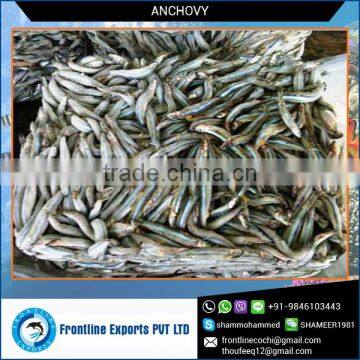 Frozen Whole Round Anchovy for sale