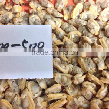 Frozen Short Neck Clam Meat photo-3