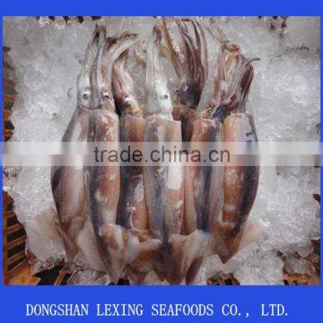 Frozen Illex Squid whole Argentinus Sea Frozen