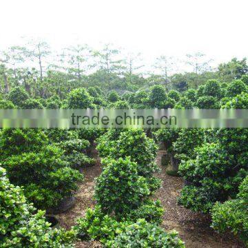 Ficus microcarpa landscaping tree big nursery