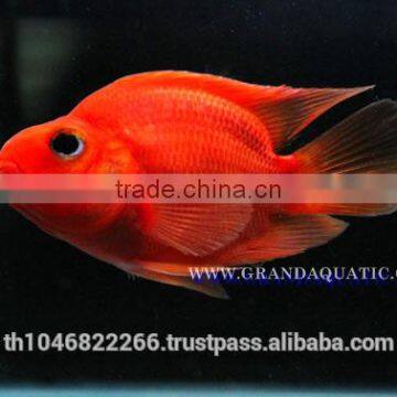 Red Parrot Cichlid Fish Farm For Sale and Export photo-3