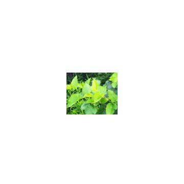 supply Mulberry Leaf Extract