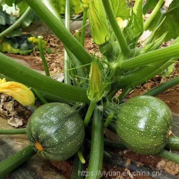 Early Maturity Green Peel Excellent Shining Zucchini Seed Round Green F1 Hybrid Squash/zucchini Seeds No.80 photo-4