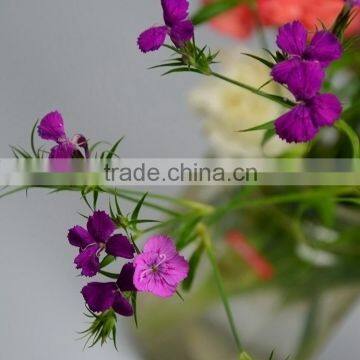 Fresh cut Sweet William fresh cut flower good quality