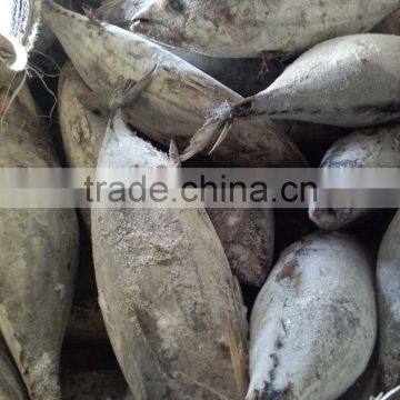 SkipJack Tuna ,stripe Tuna