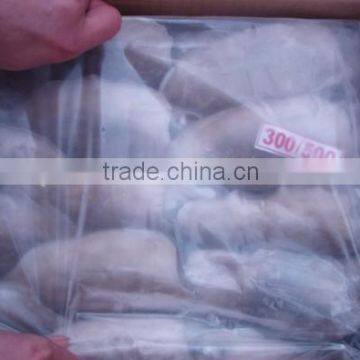 High Quality Whole Round BQF Frozen Cuttlefish