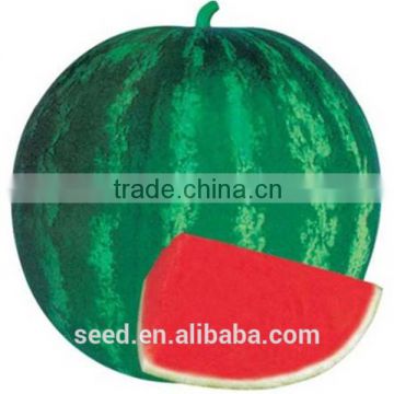 ZK1 short-oblong seedless watermelon seed