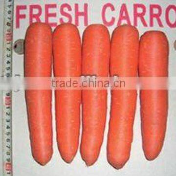 Fresh Carrot
