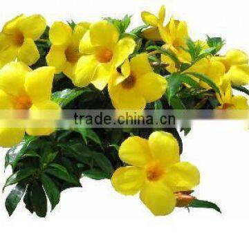 Allamanda Cathartica , Alamanda