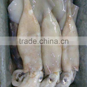 Whole Round Illex Squid photo-4