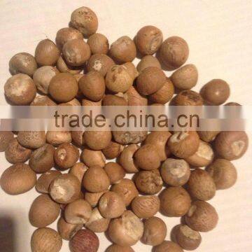 EXPORT DRIED WHOLE BETEL NUT GOOD CUT (website: anda.ty, VIBER, WHATSAPP: +841687264621)