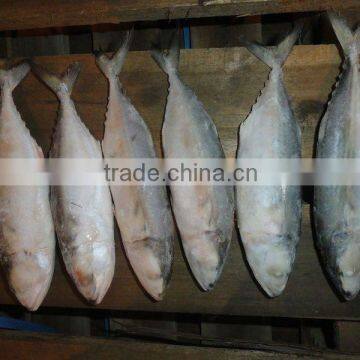 FROZEN INDIAN MACKEREL