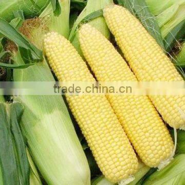 Fresh Corn photo-2