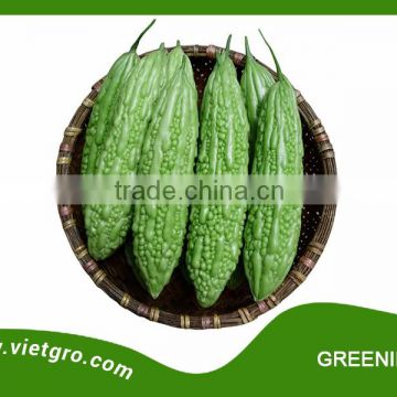 High Yield F1 Hybrid Bitter Gourd Seed - GREENIE 130