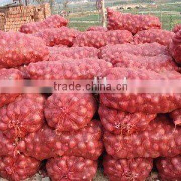 Onion Like Vegetableb 2015 Crop