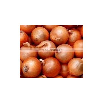 2015 new crop of fresh onions packing in mesh bag from China