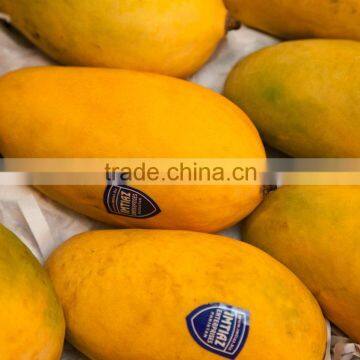 Sindh Mango