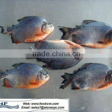 low price frozen pomfret, high quality frozen black pomfret