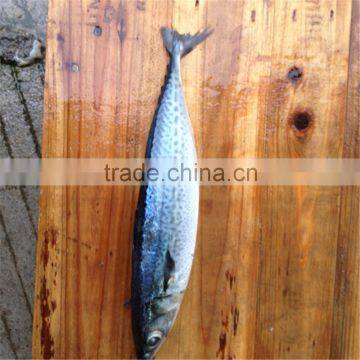 IQF spotted chub mackerel for sale