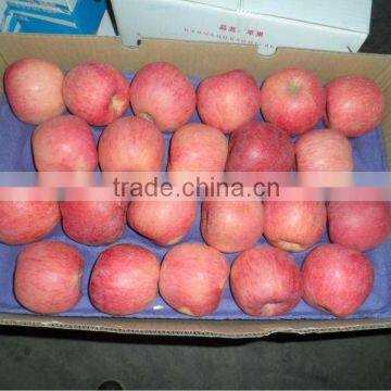 fresh china deicious apple/low price