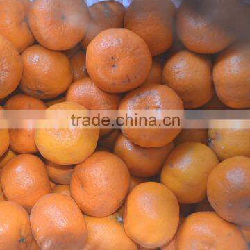 Mandarin Orange Sacs in Syrup of 18L Tin 70% photo-2