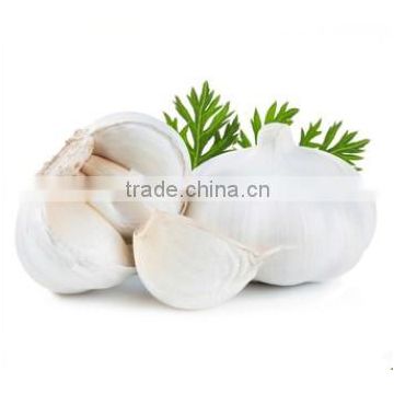 Laiwu natural white fresh garlic with mesh bag carton