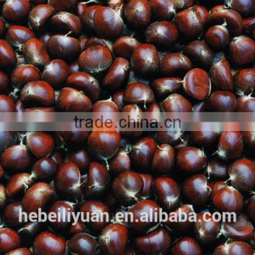 2015 hot sale sweet fresh chestnuts