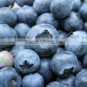 Very Hot Selling Organic Blueberry Extract