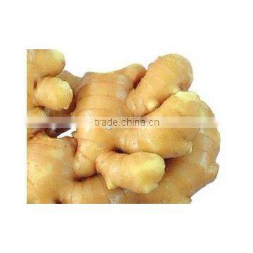 Supply Laiwu Factory Ginger