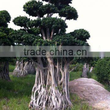 ficus bonsai tree